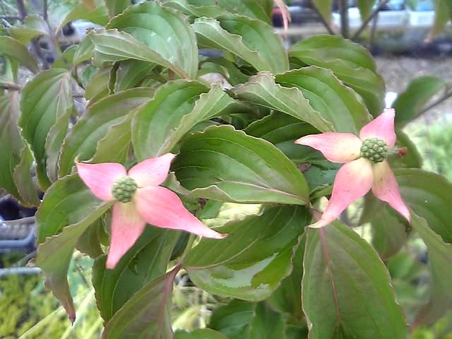 Seasonal Flower Market 06年05月