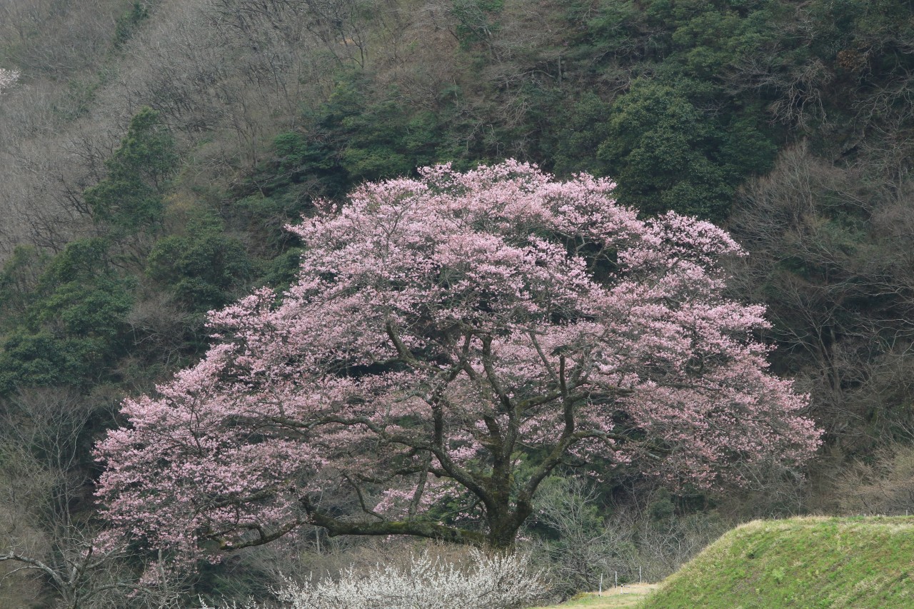 神代の深山桜 17 4 8 All About Learn