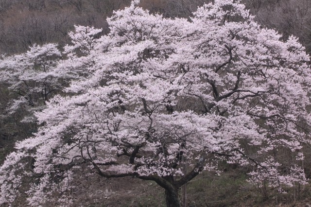 神代の深山桜 All About Learn