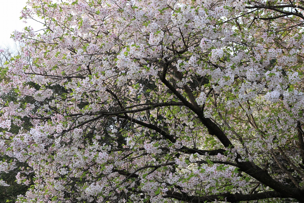 比治山公園の桜 All About Learn 比治山公園の桜 All About Learn