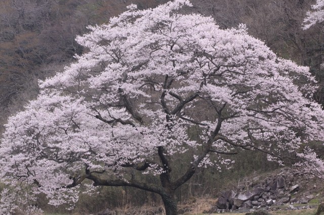 神代の深山桜 All About Learn