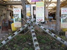 DSCN5346