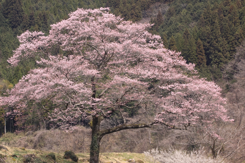 神代の深山桜 14 4 5 All About Learn