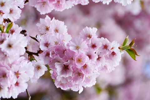 cherry-blossoms-3327498_1280