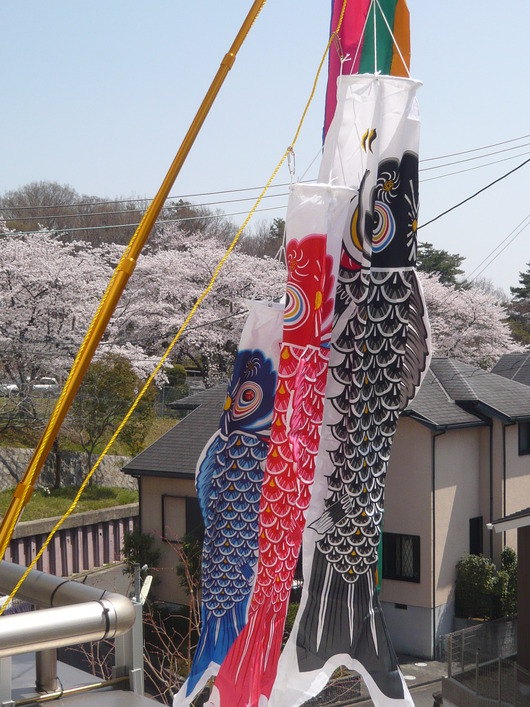 koinobori 002