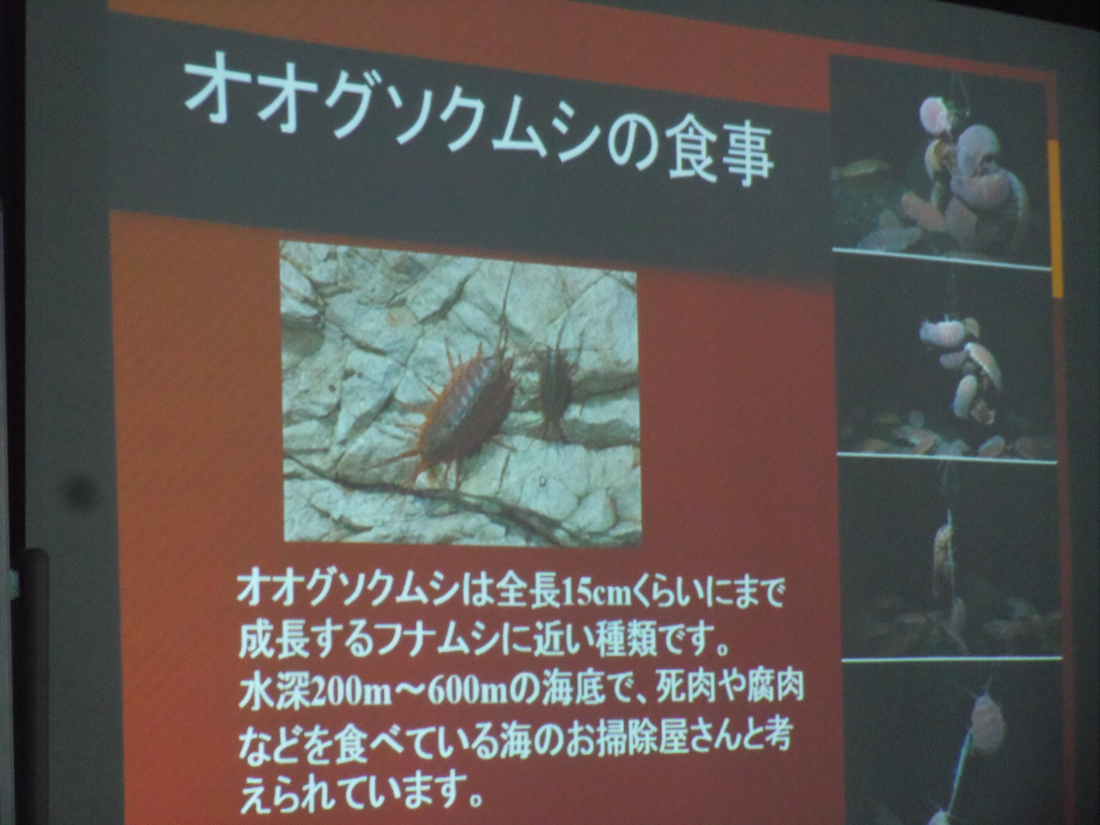 カニの日 グソクムシ きずな えのすい ｐｈｏｔｏ ｌｏｇｂｏｏｋ