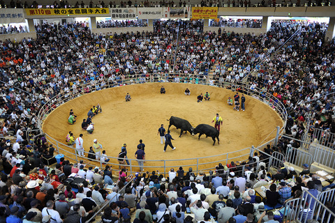 img_bullfighting_02