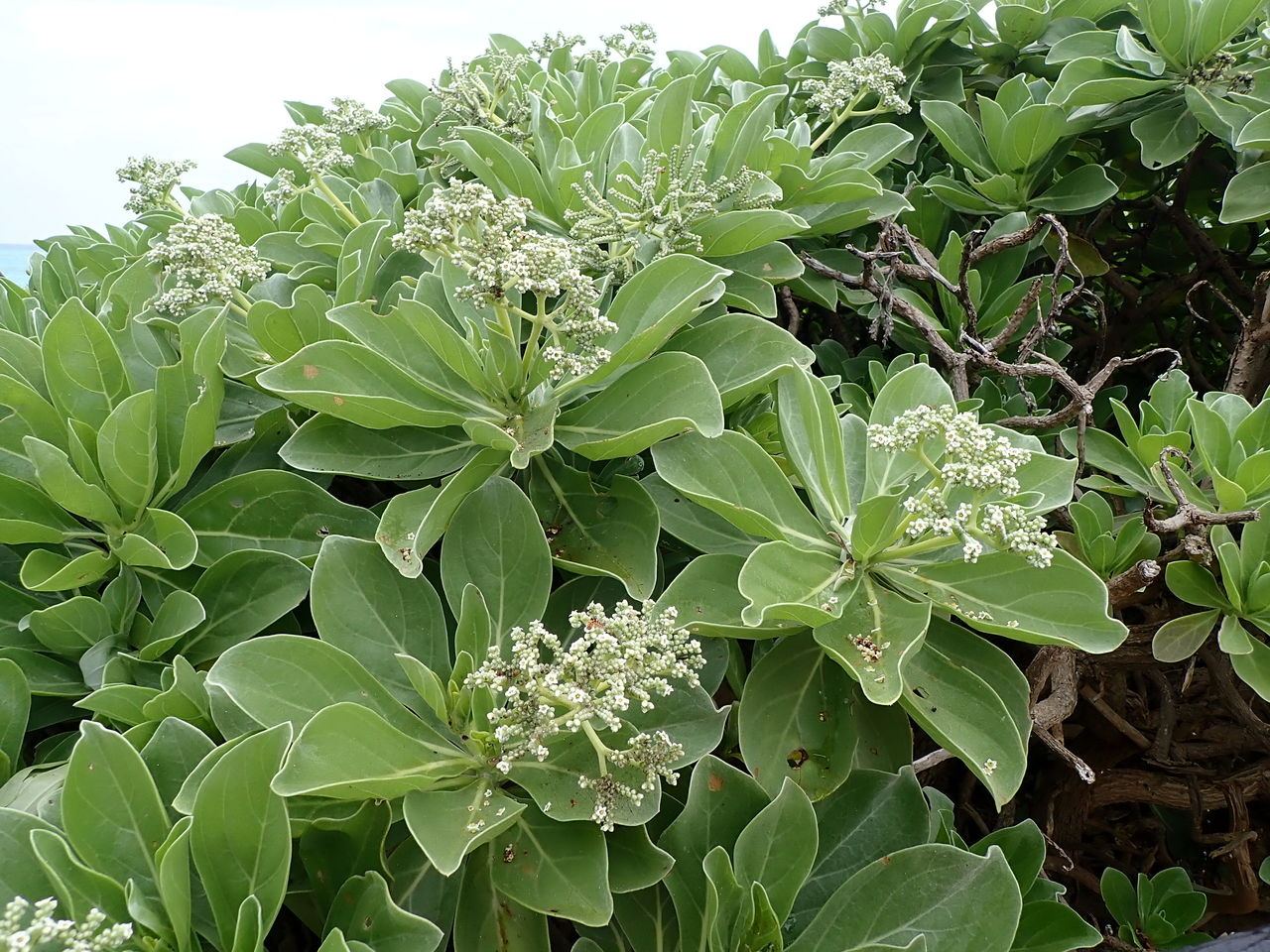 沖縄の草花 宮古島編 イリオモテアザミ モンパノキ 60歳からの沖縄生活 With N 沖縄の草花 宮古島編 イリオモテアザミ モンパノキ 60歳からの沖縄生活 With N
