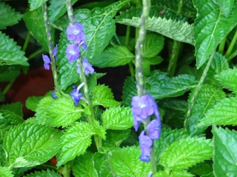 0411_ｼﾝｶﾞﾎﾟｰﾙ空港_ﾌﾄﾎﾞﾅｶﾞﾎﾞｿｳ