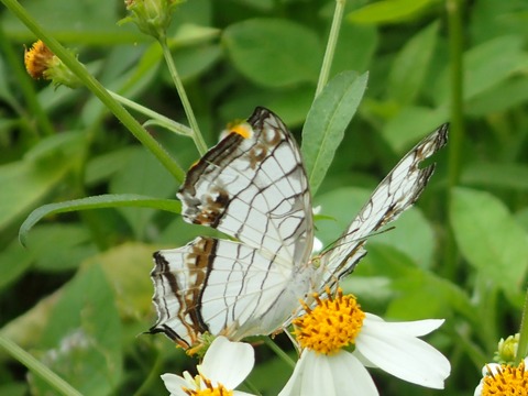 P5050186