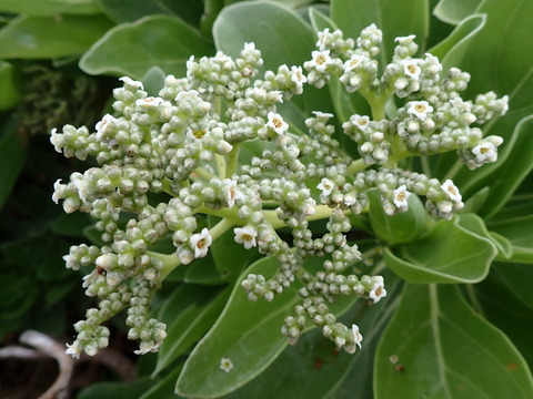 190428_池間島ﾓﾝﾊﾟﾉｷ1