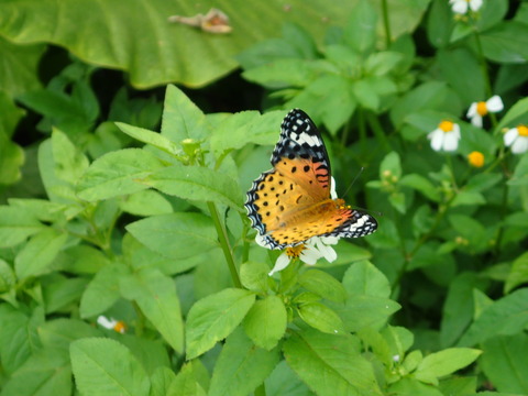 0505_末吉公園_ｶﾊﾞﾏﾀﾞﾗ2