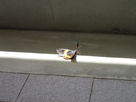 P7070600