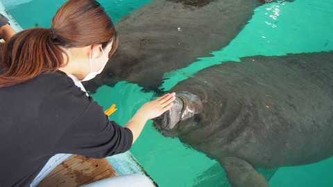 manatee_taiken_3111663