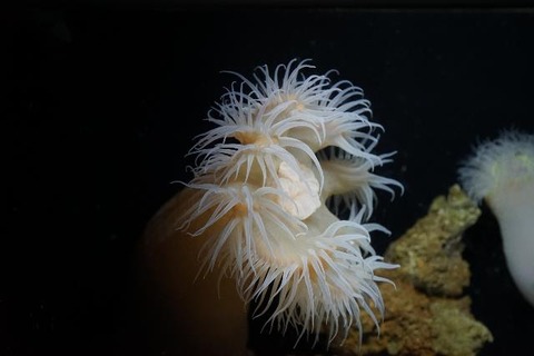 191122churaumikawari