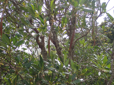 14212ﾒﾋﾙｷﾞ種子