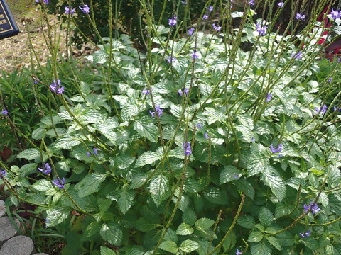 190113_末吉公園_ﾙﾘﾏﾂﾘ2