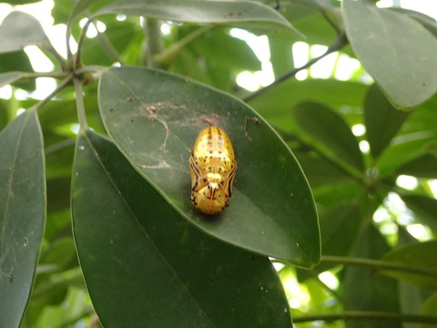 0317_漫湖公園_オオゴマダラさなぎ1