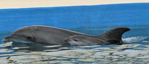 220405bandoukosuizyou2