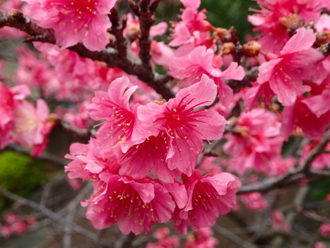 0211_奥武山公園_寒緋桜3