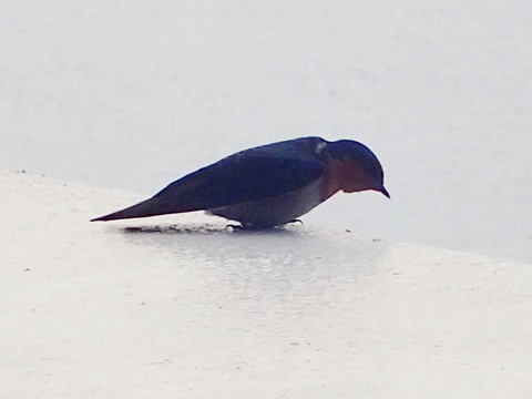 サンショウクイ