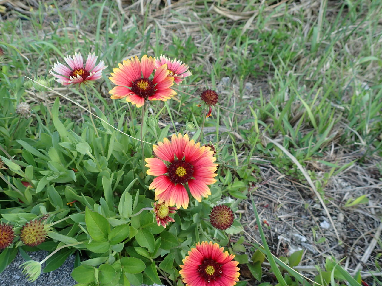 沖縄の草 花 テンニンギク ６０歳からの沖縄生活 With N