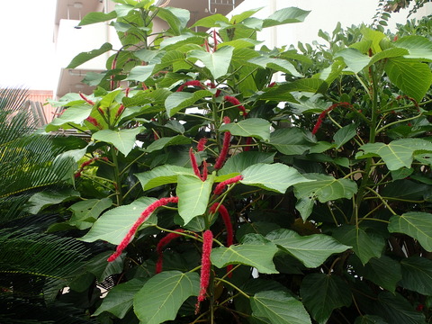 0601_アカリファ2