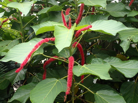 0601_アカリファ1