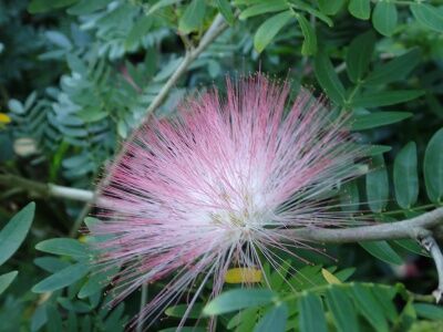 0411_ｼﾝｶﾞﾎﾟｰﾙ空港_ｽﾘﾅﾑｺﾞｳｶﾝ