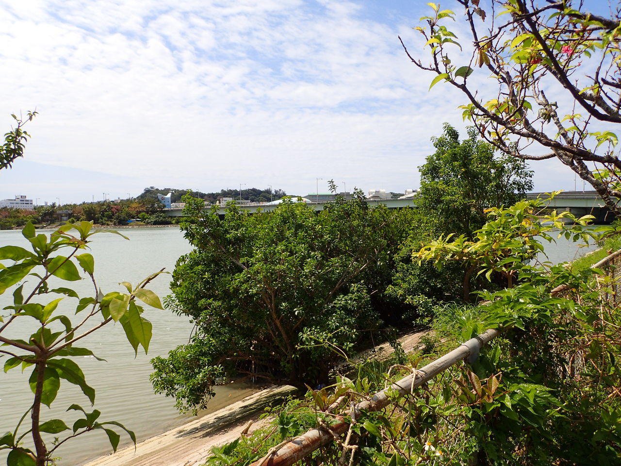 週末お散歩シリーズ 漫湖公園 １ ６０歳からの沖縄生活 With N