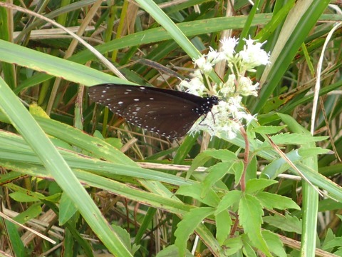 ツマムラサキマダラ雄