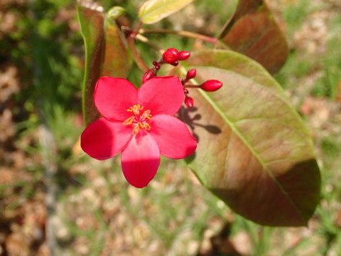 190321_末吉公園_不明1_ﾃｲｷﾝｻﾞｸﾗ？