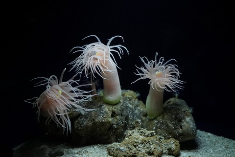 ringokawarigintyaku_01-resize