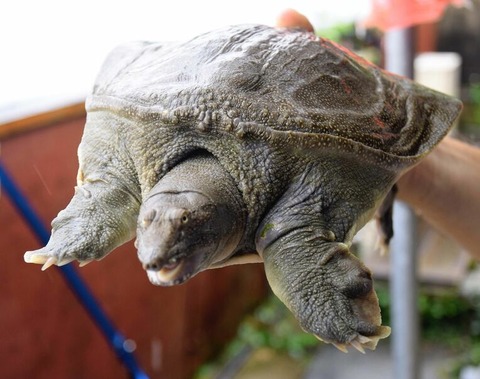 img_2ae5b2d57b3f6525c85e33403810eabe1707384