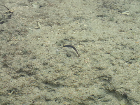 P5010116ﾎﾎｸﾞﾛｷﾞﾝﾎﾟ