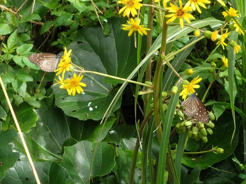 ツマムラサキマダラメス