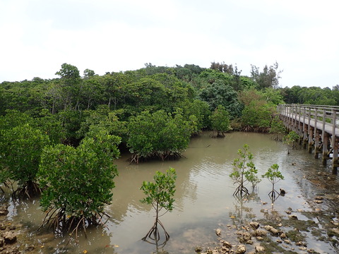 0428_13341_島尻ﾏﾝｸﾞﾛｰﾌﾞ