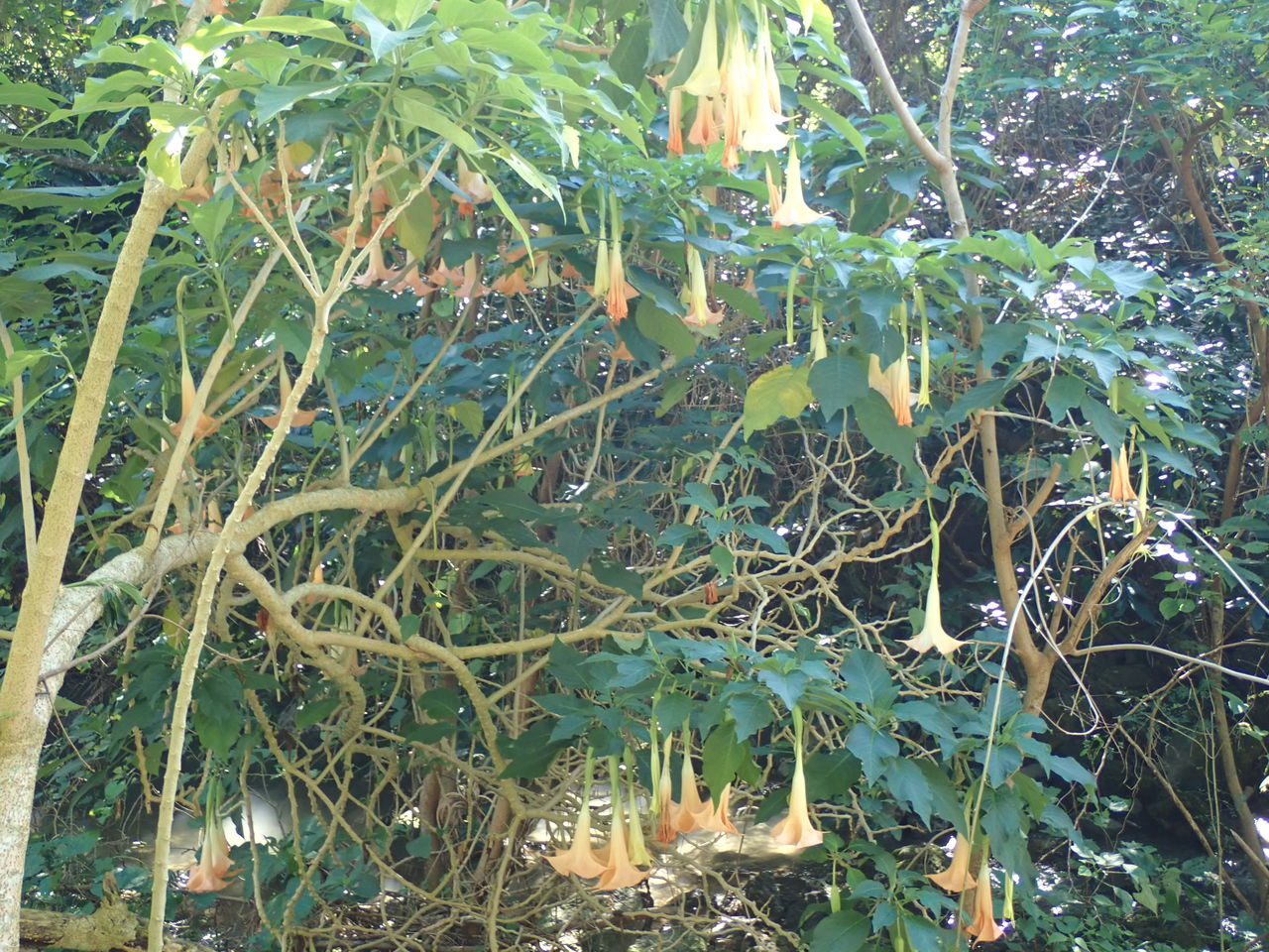 沖縄の花木 エンジェルストランペット 60歳からの沖縄生活 With N 沖縄の花木 エンジェルストランペット 60歳からの沖縄生活 With N