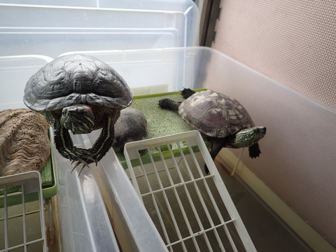 P2051011