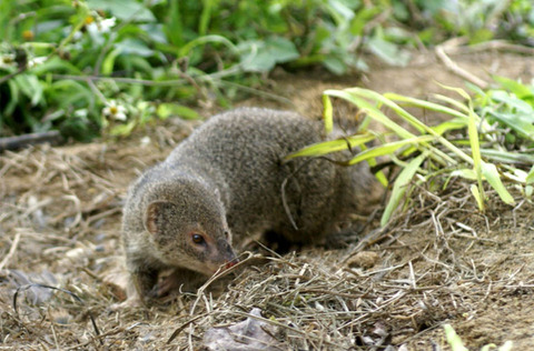 auropunctatus