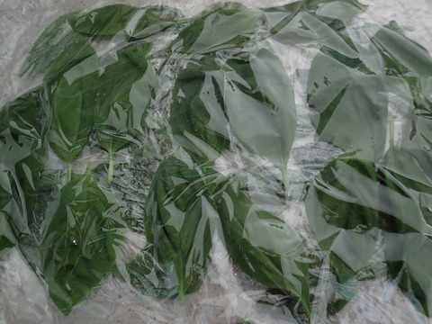 P3150063