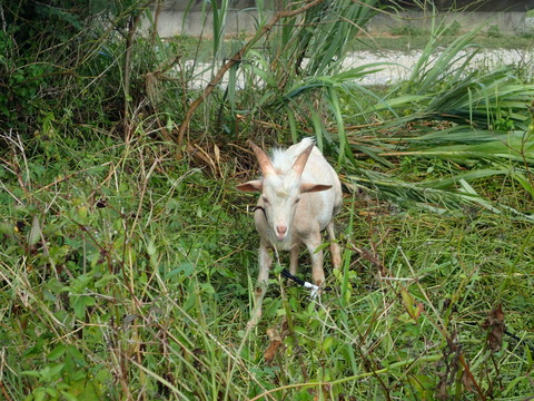 16134ヤギさん