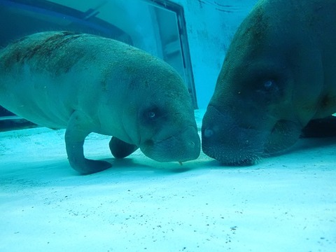 20220613komanateli_3