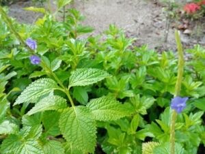 IMG_20240511_165001