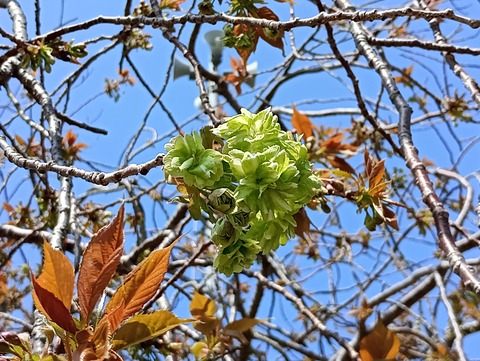 IMG_20250409_110400_SR