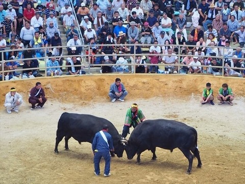 okinawa-fighting-bull-02_R