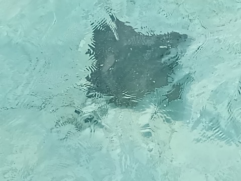 IMG_20240511_170439_SR