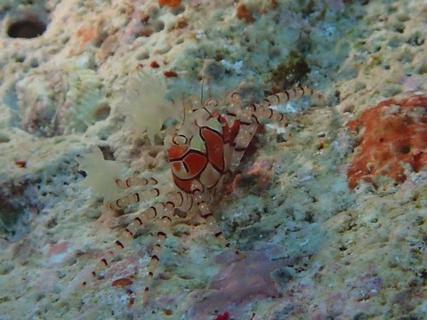 キンチャクガニ石垣島米原Wリーフ直美160528