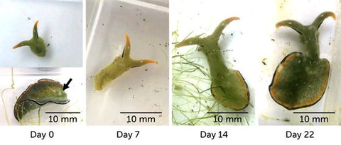 030521_sm_sea-slug_m