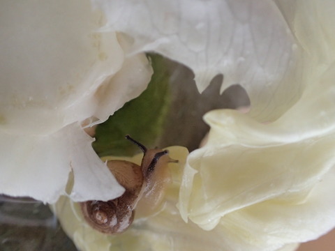 P6071496